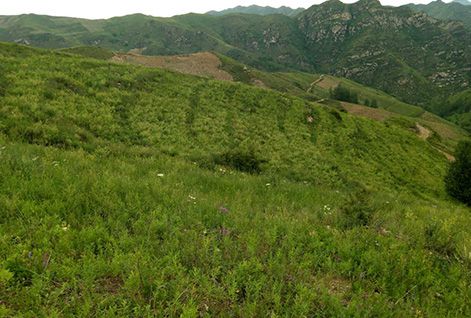 Astragalus Membranaceus Planting Base in Datong
