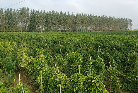 Rhizoma Dioscoreae Planting Base in Jinzhong