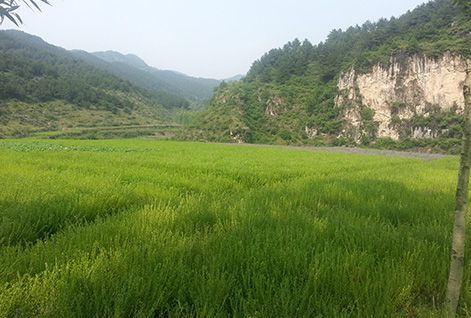 Scutellaria Baicalensis Planting Base in Lvliang