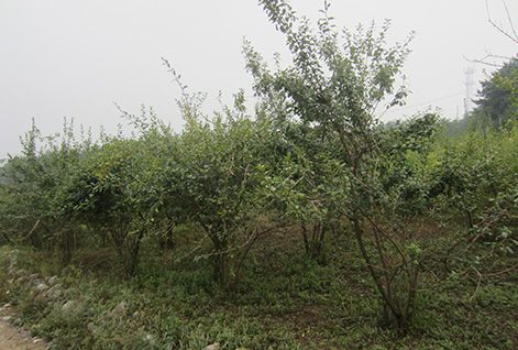 Forsythia Tending Base in Pingshun