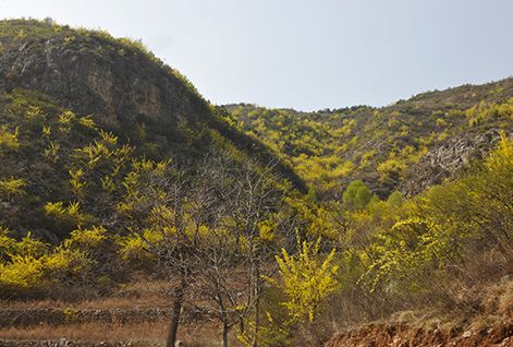 Forsythia Planting Base in Pingshun