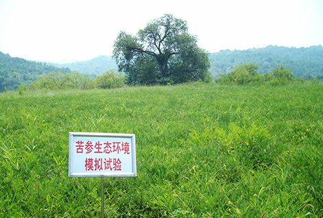 Radix Sophorae Flavescentis Planting Base in Wuxiang