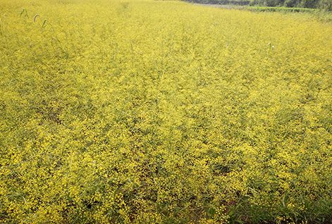 Radix Bupleuri Planting Base in Xinjiang